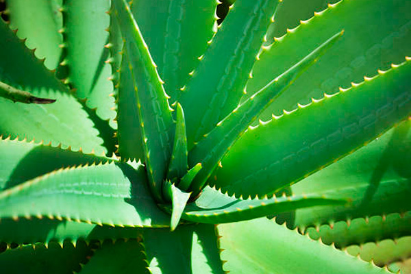 aloe vera